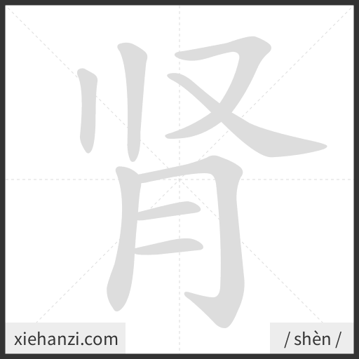 Ảnh động thứ tự nét chữ 肾 - cách viết từng nét