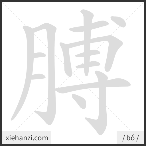 Ảnh động thứ tự nét chữ 膊 - cách viết từng nét