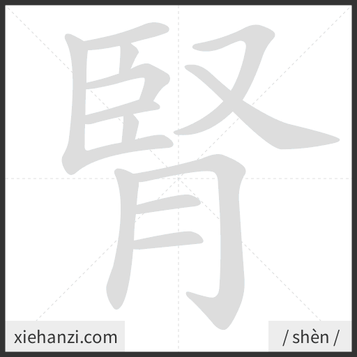 Ảnh động thứ tự nét chữ 腎 - cách viết từng nét