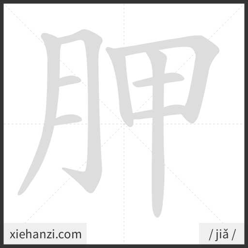 Ảnh động thứ tự nét chữ 胛 - cách viết từng nét