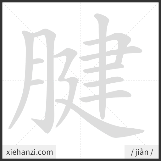 Ảnh động thứ tự nét chữ 腱 - cách viết từng nét