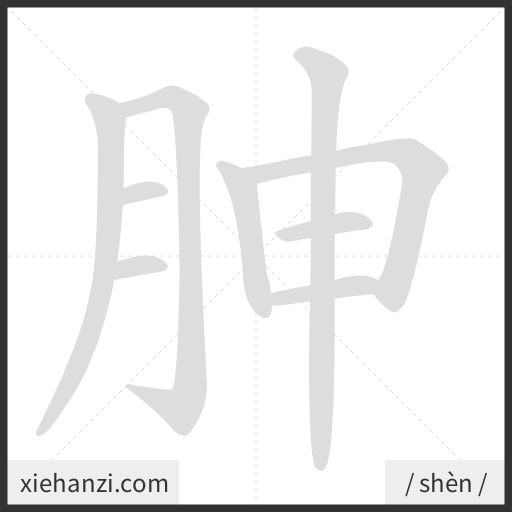 Ảnh động thứ tự nét chữ 胂 - cách viết từng nét