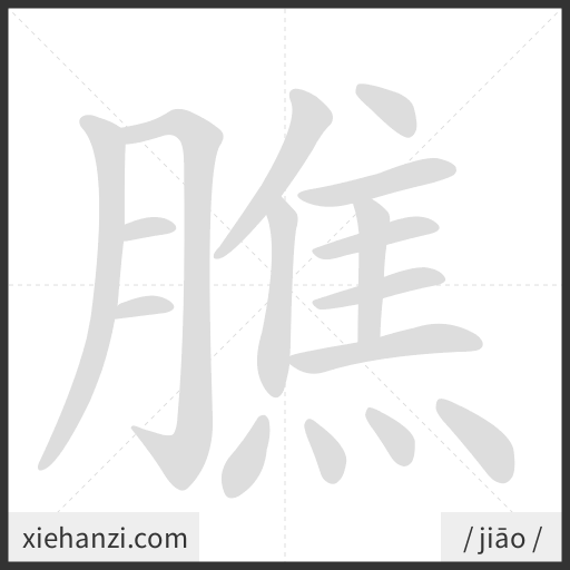 Ảnh động thứ tự nét chữ 膲 - cách viết từng nét